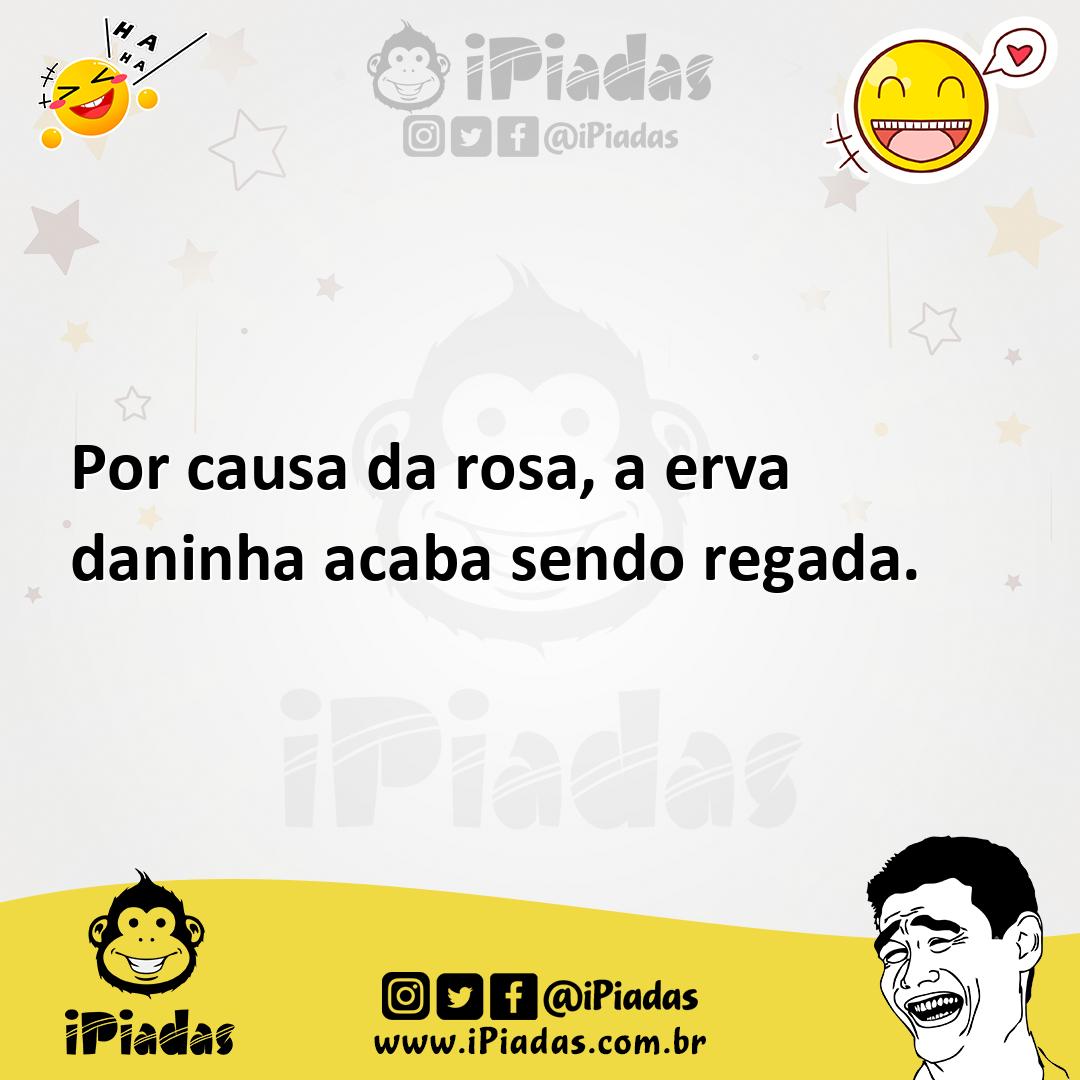 Ilustração de Por causa da rosa, a erva daninha acaba sendo regada. no iPiadas