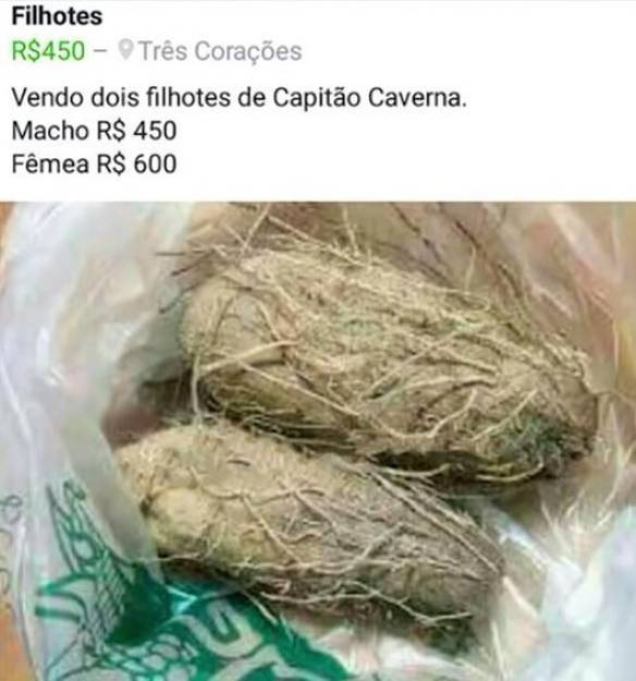 Imagem engraçada Filhote de Capitão Caverna no iPiadas