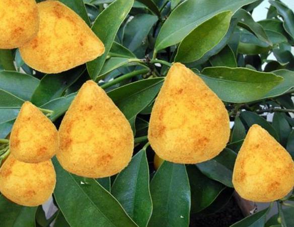 Imagem engraçada Vendo Mudas de Coxinha no iPiadas