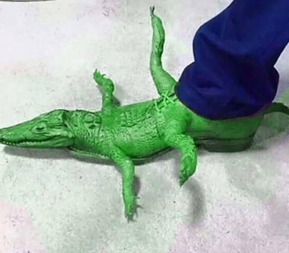 Imagem engraçada Sapatênis Original da Lacoste no iPiadas