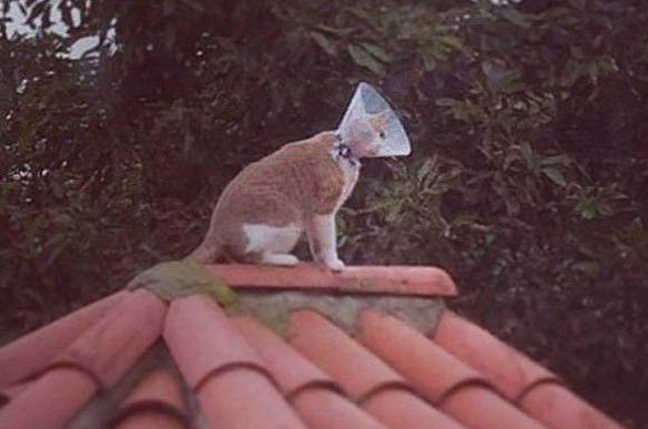Imagem engraçada Antena Sky Gato no iPiadas