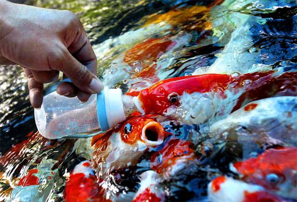 Imagem engraçada Mamadeira para Peixe no iPiadas