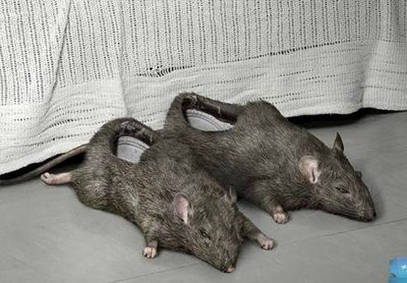 Imagem engraçada Pisando nos Ratos no iPiadas
