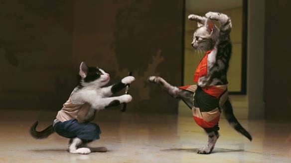 Imagem engraçada Karatê Cat no iPiadas