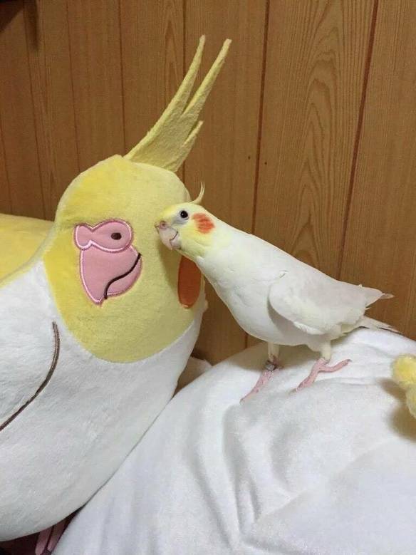 Imagem engraçada A Calopsita Mais Apaixonada no iPiadas