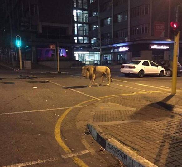 Imagem engraçada Encontrei Esse Vira Lata na Rua no iPiadas