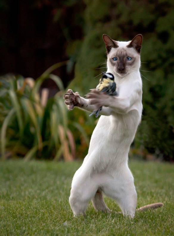 Imagem engraçada Dance Comigo no iPiadas