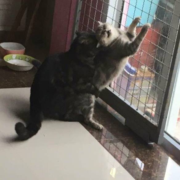 Imagem engraçada 50 Tons de Gatos no iPiadas