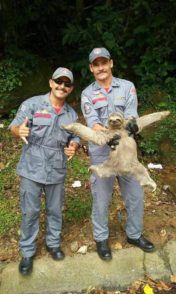 Imagem engraçada Preguiça Fabulosa no iPiadas