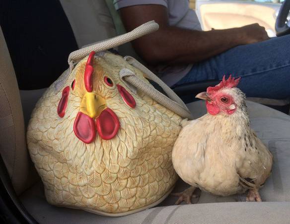 Imagem engraçada Quem É Essa Aqui? no iPiadas
