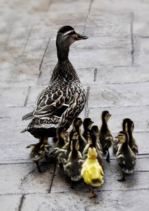 Imagem engraçada A Mamãe Andou Pulando Cerca? no iPiadas