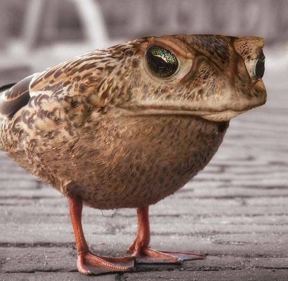 Sapo Pato