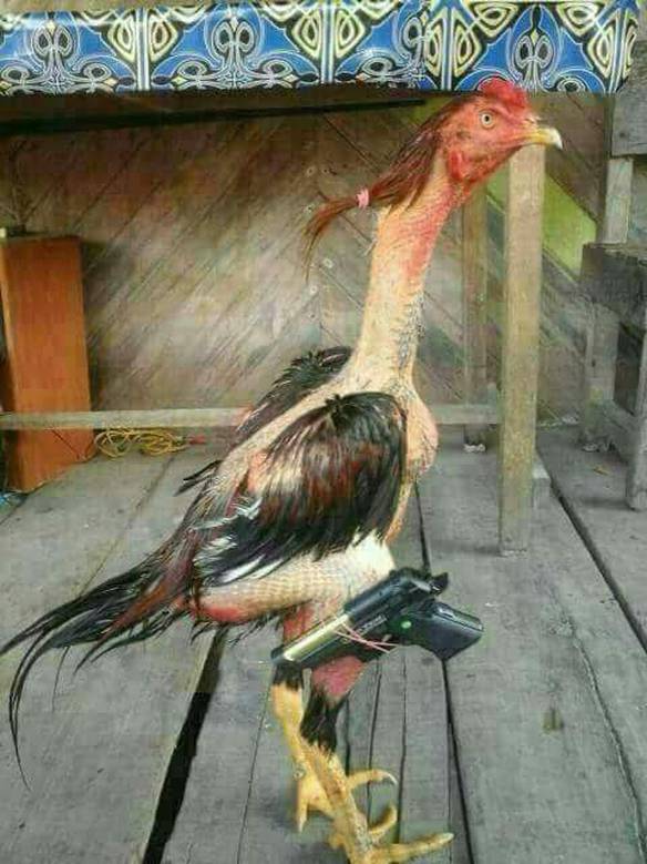 Imagem engraçada Um Verdadeiro Galo de Briga no iPiadas