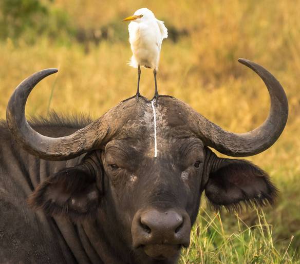 Imagem engraçada Como Você Se Sente Quando Ela Te Trai no iPiadas