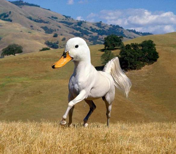 Imagem engraçada Um Cavalo Diferente no iPiadas