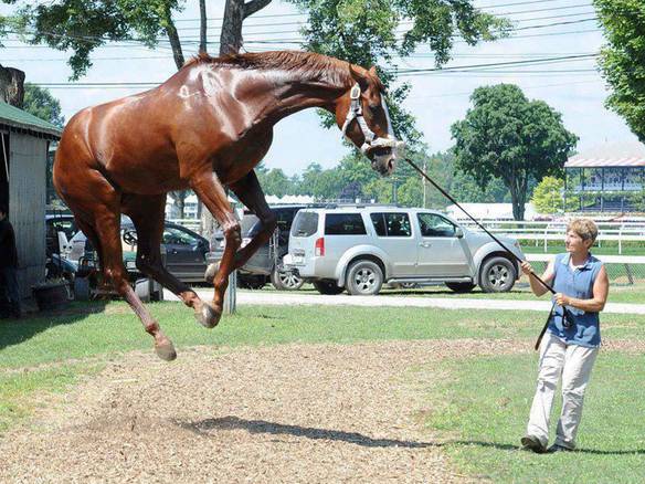 Imagem engraçada Cansei de Ser Cavalo, Agora Sou Uma Pipa no iPiadas