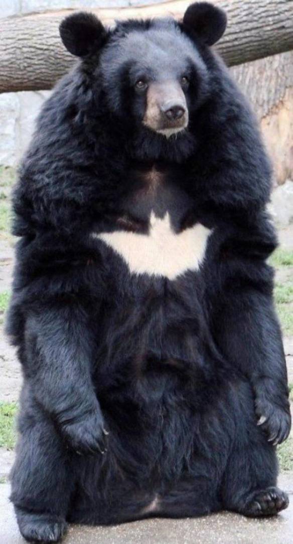 Imagem engraçada Ele É o Batman no iPiadas
