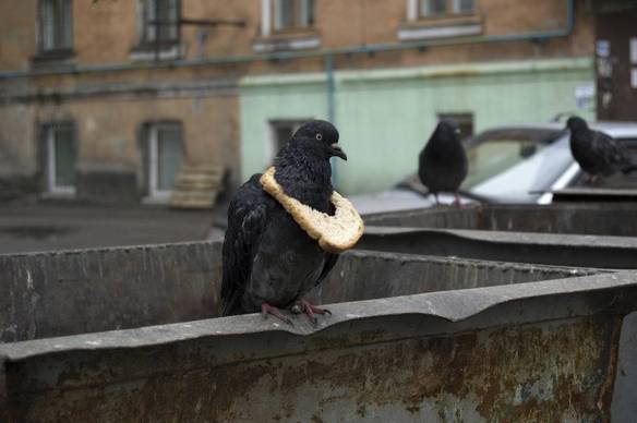 Pombo Também Ostenta