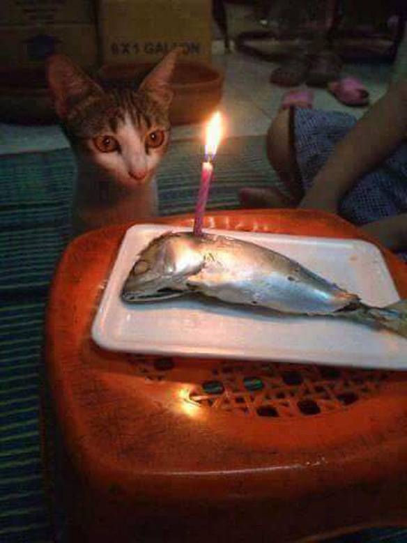 Imagem engraçada Aniversário do Gato ou Velório do Peixe? no iPiadas