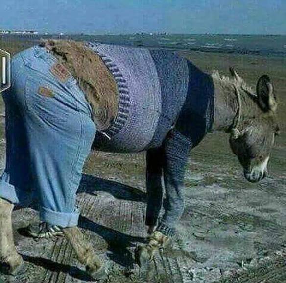 Imagem engraçada Está Frio Pra Burro... no iPiadas