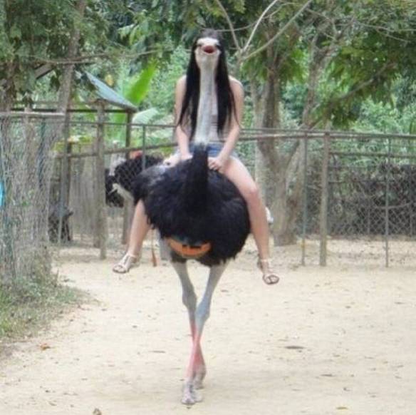 Imagem engraçada Senhorita Avestruz no iPiadas