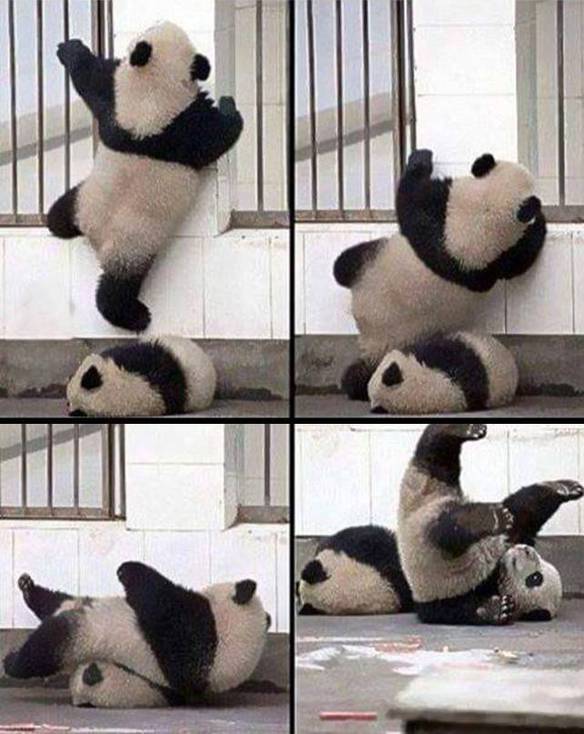 Imagem engraçada Eu Tentando Alcançar Meus Objetivos no iPiadas