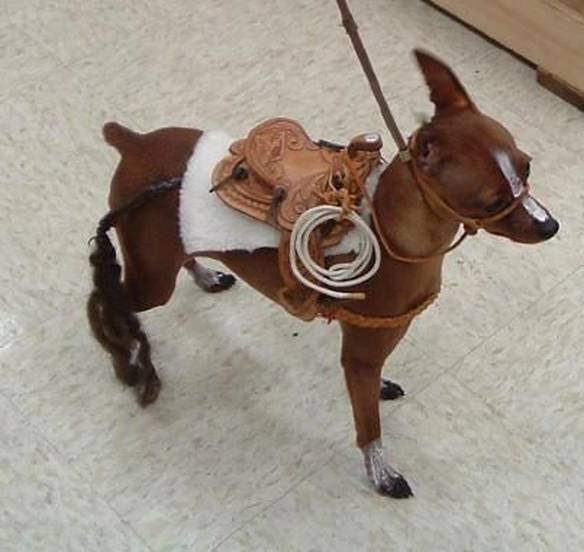 Imagem engraçada Vendo Cavalo, os Invejosos Dirão Que É Um Cachorro no iPiadas