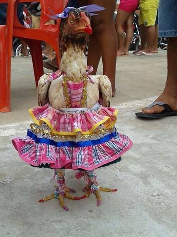 Imagem engraçada Amiga, Você Vai Arrasar Nas Festas Juninas no iPiadas