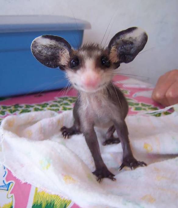 Imagem engraçada Vendo Filhote de Cachorro, os Invejosos Vão Dizer Que É Gambá no iPiadas