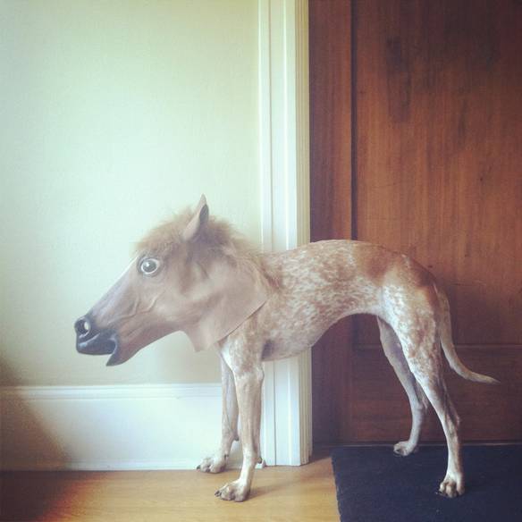 Imagem engraçada Vendo Cavalo Mangalarga, os Invejosos Vão Dizer Que É Um Cachorro no iPiadas