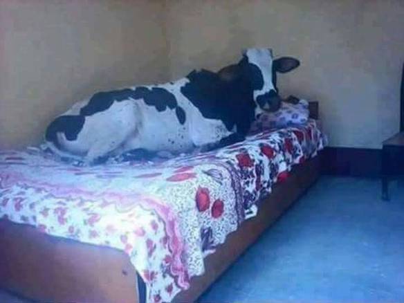 Imagem engraçada Hoje Vou Dormir Até Tarde... no iPiadas
