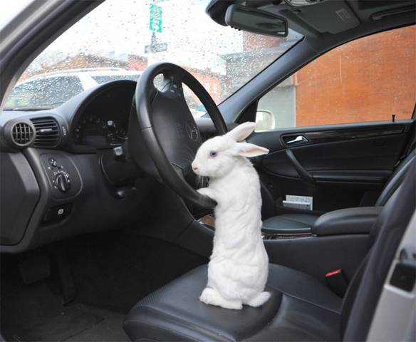 Imagem engraçada Entre no Carro, Alice. Eu Explico no Caminho... no iPiadas