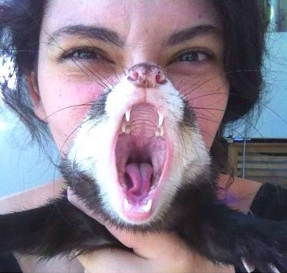 Imagem engraçada Um Pequeno Bocejo no iPiadas