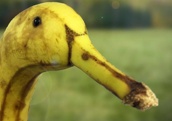 Imagem engraçada Patonana no iPiadas