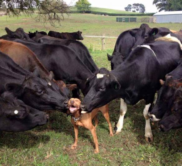 Imagem engraçada Todas Querem Ele no iPiadas