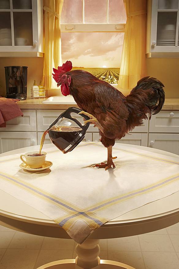 Imagem engraçada Acorde, É Hora do Café no iPiadas
