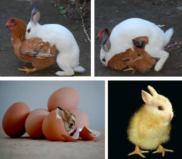 Imagem engraçada A Origem da Páscoa no iPiadas