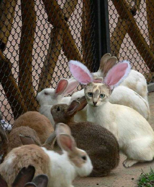 Imagem engraçada Gato Por Lebre no iPiadas
