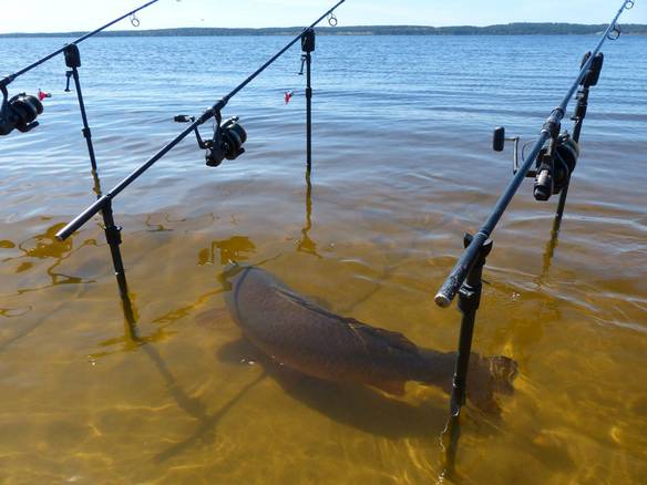Imagem engraçada Acho Que Aqui Não Tem Peixe no iPiadas