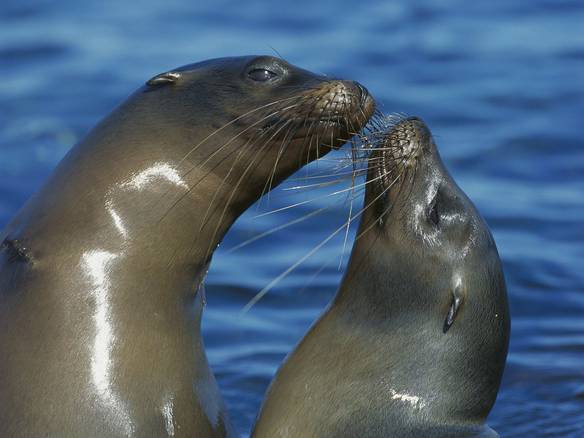 Imagem engraçada Cadê O Meu Amor? no iPiadas