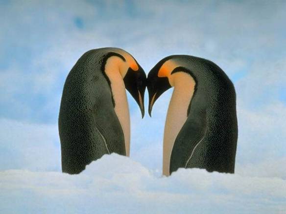 Imagem engraçada Pinguins e Seus Amores no iPiadas