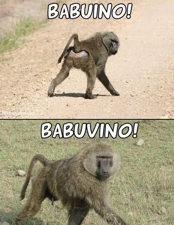 Imagem engraçada Babuino e Babuvino no iPiadas