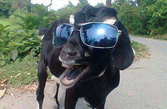 Imagem engraçada Sou Feio, Mas Estou na Moda no iPiadas