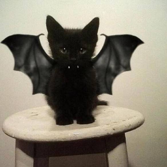 Imagem engraçada Morcegato no iPiadas