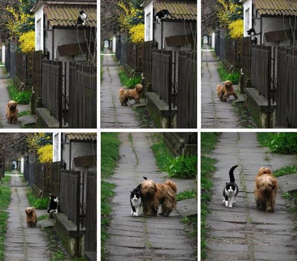 Imagem engraçada Os Dois Amigos no iPiadas