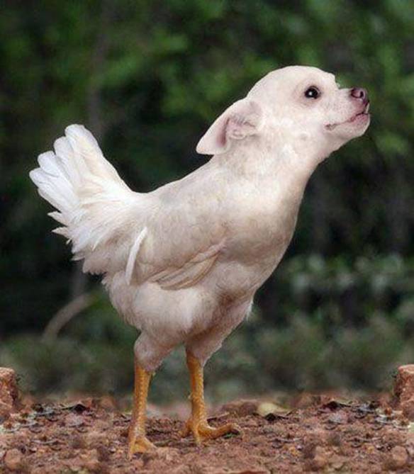 Imagem engraçada Cruzamento de Cachorro com Galinha no iPiadas