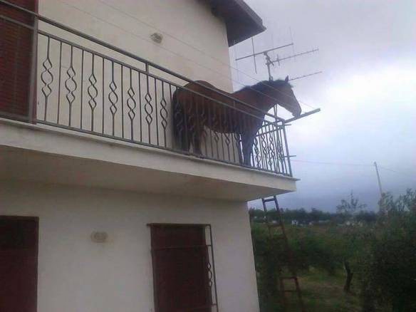 Imagem engraçada É Praticamente da Família... no iPiadas