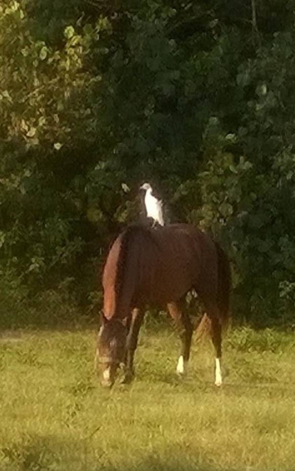 Imagem engraçada Voar Cansa, Agora Vou de Cavalo no iPiadas