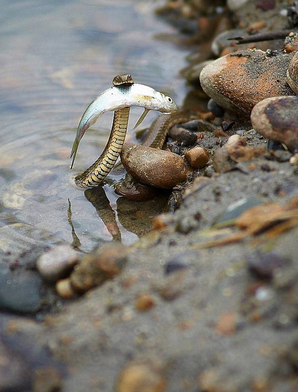 Imagem engraçada Cobra Salvando Peixe do Afogamento no iPiadas