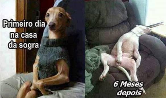 Imagem engraçada Comportamento na Casa da Sogra no iPiadas